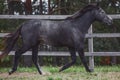 Oung gray trakehner mare horse trotting in paddock along the fence in autumn Royalty Free Stock Photo