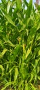 Young green corn growing on the field. Young Corn Plants. Corn grown in farmland, cornfield. Royalty Free Stock Photo