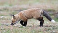 Young Red Fox practices tracking Royalty Free Stock Photo