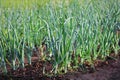 Young spring onion sprout on the field. Organically grown onions in the soil. Organic farming Royalty Free Stock Photo