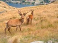 ÃÂ¡ouple of deers