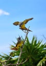 ÃÂ¡ouple Tropical Kingbirds