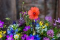 ouquet of beautiful meadow flowers and poppy on dark wooden background indoors in natural light Royalty Free Stock Photo