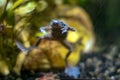 African Dwarf Frog. Hopping Around Royalty Free Stock Photo