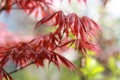 Beautiful red leafs plant Royalty Free Stock Photo