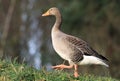 A greylag goose walking on grass Royalty Free Stock Photo