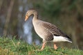 A greylag goose walking on grass Royalty Free Stock Photo