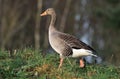 A greylag goose walking on grass Royalty Free Stock Photo