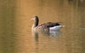 A greylag goose on a golden lake Royalty Free Stock Photo