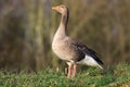 A greylag goose walking on grass head held high Royalty Free Stock Photo