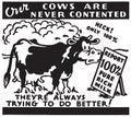 Our Cows Are Never Contented