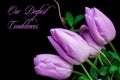 Our deepest condolences. Tulips on black background with text Royalty Free Stock Photo