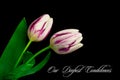 Our deepest condolences. Tulips on black background with text Royalty Free Stock Photo