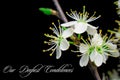Our deepest condolences.white flowers on black background with text Royalty Free Stock Photo