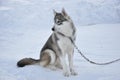 Our dog that attracts scurvy in finland lapland, we can't do anything without him