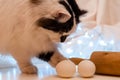 The cat helps to cook. Siberian fluffy cat plays with an egg