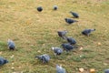 Our feathered friends. Gray pigeons on green grass. Pigeon birds on lawn in summer. Flock of feral pigeons. Rock doves