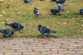 Our feathered friends. Gray pigeons on green grass. Pigeon birds on lawn in summer. Flock of feral pigeons. Rock doves