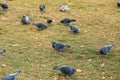 Our feathered friends. Gray pigeons on green grass. Pigeon birds on lawn in summer. Flock of feral pigeons. Rock doves