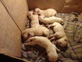 Spira puppies