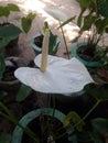 SUDU ANTHURIUM Royalty Free Stock Photo
