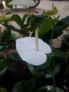 SUDU ANTHURIUM Royalty Free Stock Photo