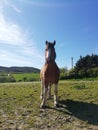 Our horse tico Royalty Free Stock Photo