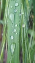 Our life is a dewdrop. Let only a drop of dew Our life - and yet ...