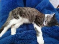 Our little Kitten name Milly loves to Cuddle and she is a very Loveable kitten