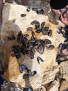 our lunch from the mussels that we ourselves have donated