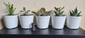 Our Mini Succulents Royalty Free Stock Photo