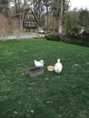 Our Pet PekingDucks