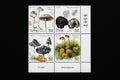 Our postage stamps with mushrooms