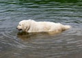 Our Rescue Great Pyrenees, Harrison Royalty Free Stock Photo