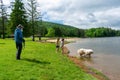 Our Rescue Great Pyrenees, Harrison Royalty Free Stock Photo