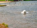 Our Rescue Great Pyrenees, Harrison Royalty Free Stock Photo