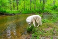 Our Rescue Great Pyrenees, Harrison Royalty Free Stock Photo