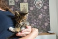 Our a small kitten and big love in my hands Royalty Free Stock Photo