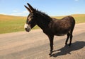 Our wild donkey friend in the Black Hills Royalty Free Stock Photo