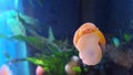 Our yellow applesnail from the bottom Royalty Free Stock Photo