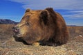 OURS KODIAK ursus arctos middendorffi Royalty Free Stock Photo