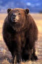 OURS KODIAK ursus arctos middendorffi Royalty Free Stock Photo