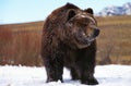 OURS KODIAK ursus arctos middendorffi Royalty Free Stock Photo