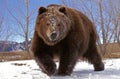 OURS KODIAK ursus arctos middendorffi Royalty Free Stock Photo