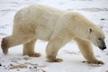 Ours Polaire - Polar bear Royalty Free Stock Photo