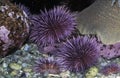 Purple Sea Urchin strongylocentrotus purpuratus Royalty Free Stock Photo