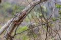 Oustalet Chameleon camouflaged on a brown forest