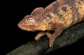 Oustalet`s Chameleon, chamaeleo oustaleti, standing on Branch against Black Background