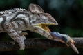 Oustalet`s Chameleon - Furcifer oustaleti