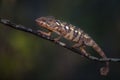 Oustalet`s Chameleon - Furcifer oustaleti, Kirindi forest, Madagascar